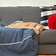 Whiskey is registered to the contest to win money with this photo: blanket, cat, checkered_pillow, comfortable, couch, cozy, domestic_animal, feline, furniture, ginger_cat, home, indoor, nap, pet, pillow, red_cushion, relaxed, resting, sleeping, soft_texture