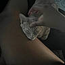 cat, pet, hand, leg, resting, indoor, dim_light, sleeping_cat, feline, human, skin, comfort, relaxation, touch, animal, cozy, calm, quiet, close_up, domestic