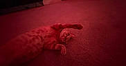 Whiskey is registered to the contest to win money with this photo: animal, carpet, cat, cozy, cute, domestic_cat, feline, floor, furniture, ginger_cat, home, indoor, pet, play, red_light, relaxed, resting, room, stretching, toy