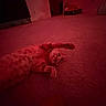 animal, carpet, cat, cozy, cute, domestic_cat, feline, floor, furniture, ginger_cat, home, indoor, pet, play, red_light, relaxed, resting, room, stretching, toy