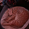 Whiskey is registered to the contest to win money with this photo: backpack, cat, close_up, collar, comfort, couch, cozy, domestic_cat, feline, floral_pattern, fur, home, indoor, orange_tabby, pet_bed, plush, relaxation, resting, sleeping, soft_lighting