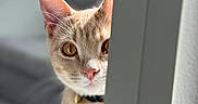 Whiskey joined the competition — help win amazing prizes! cat, curious, peeking, feline, whiskers, ears, golden_eyes, collar, bell, indoor, wall, closeup, portrait, soft_light, focus, pet, animal, cute, playful, domestic