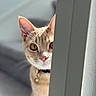 cat, curious, peeking, feline, whiskers, ears, golden_eyes, collar, bell, indoor, wall, closeup, portrait, soft_light, focus, pet, animal, cute, playful, domestic