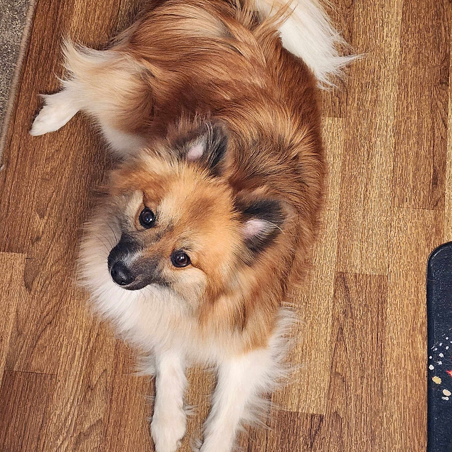 Gizmo is registered to the contest to win money with this photo: accessories, animal, canine, cockerspaniel, collie, dog, eskimodog, germanshepherd, hardwood, hound, husky, indoors, interiordesign, papillon, pet, plywood, puppy, stainedwood, strap, wood