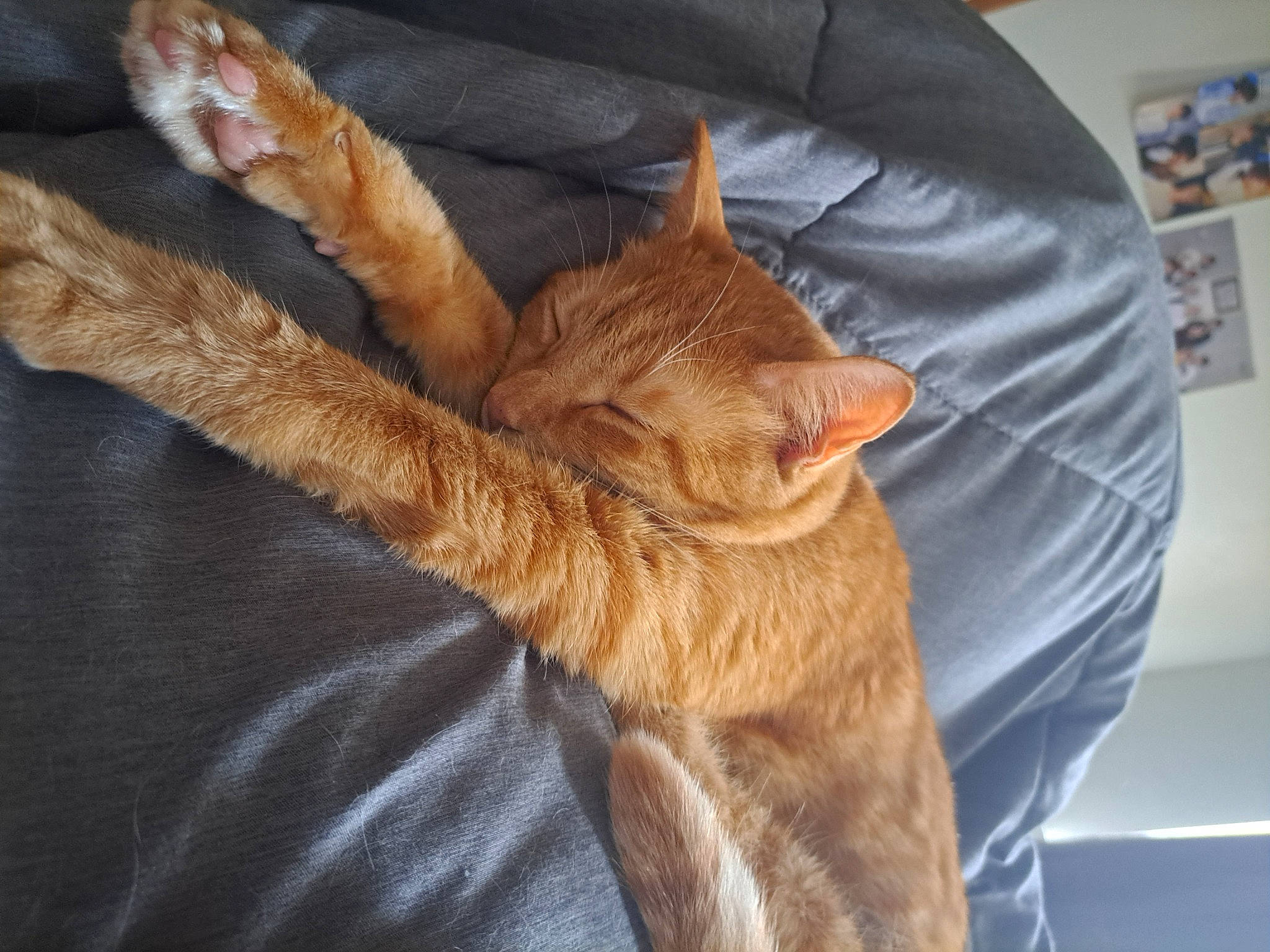 Bagelmegan is registered to the contest to win money with this photo: carnivore, cat, claw, comfort, domestic_short_haired_cat, fawn, felidae, foot, fur, human_leg, nap, paw, picture_frame, small_to_medium_sized_cats, snout, sporting_group, tail, terrestrial_animal, textile, whiskers