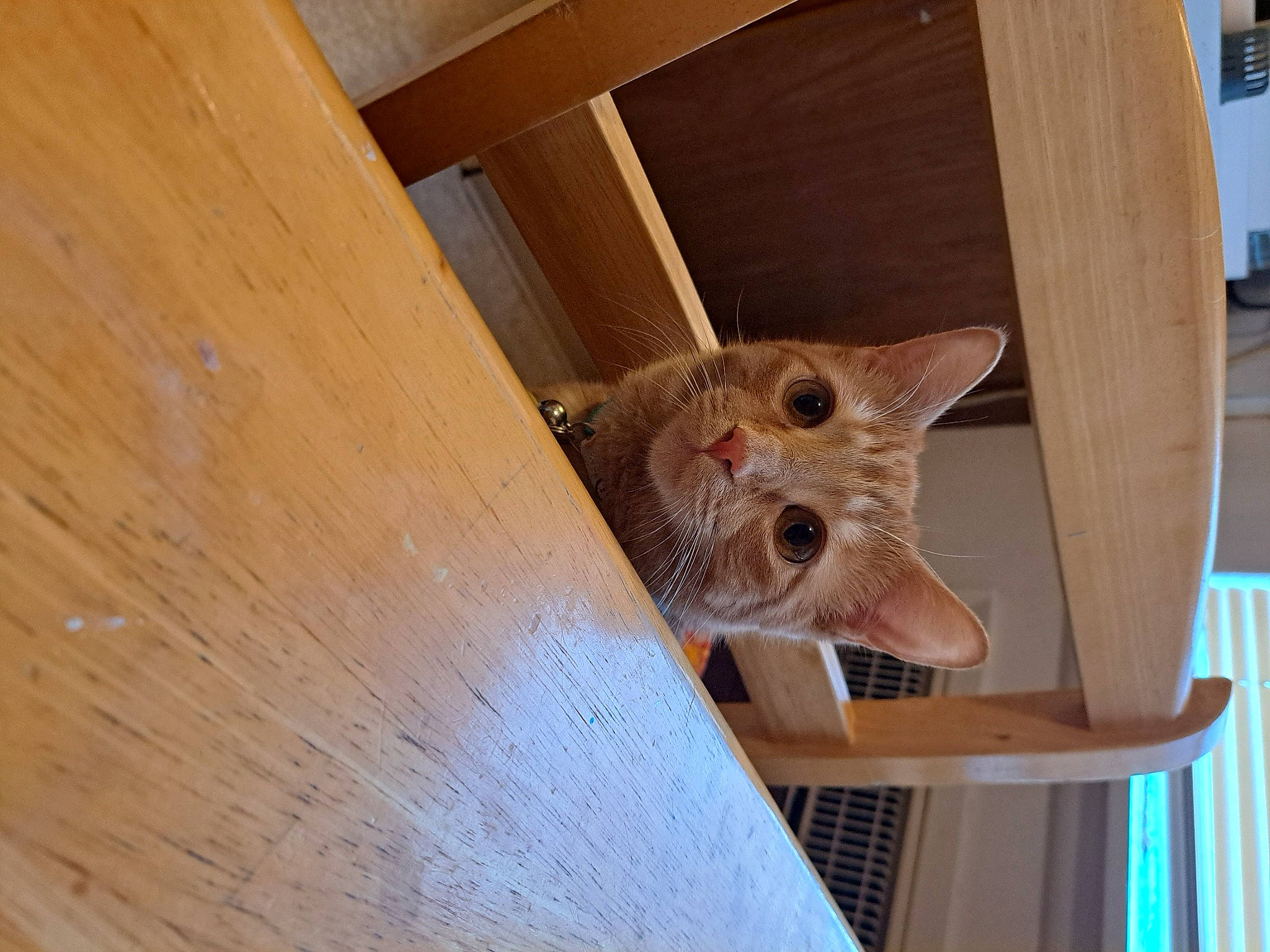 Bagelmegan joined the competition — help win amazing prizes! brown, carnivore, cat, ceiling, domestic_short_haired_cat, fawn, felidae, flooring, fur, hardwood, pattern, plank, plywood, room, small_to_medium_sized_cats, snout, varnish, whiskers, wood, wood_stain