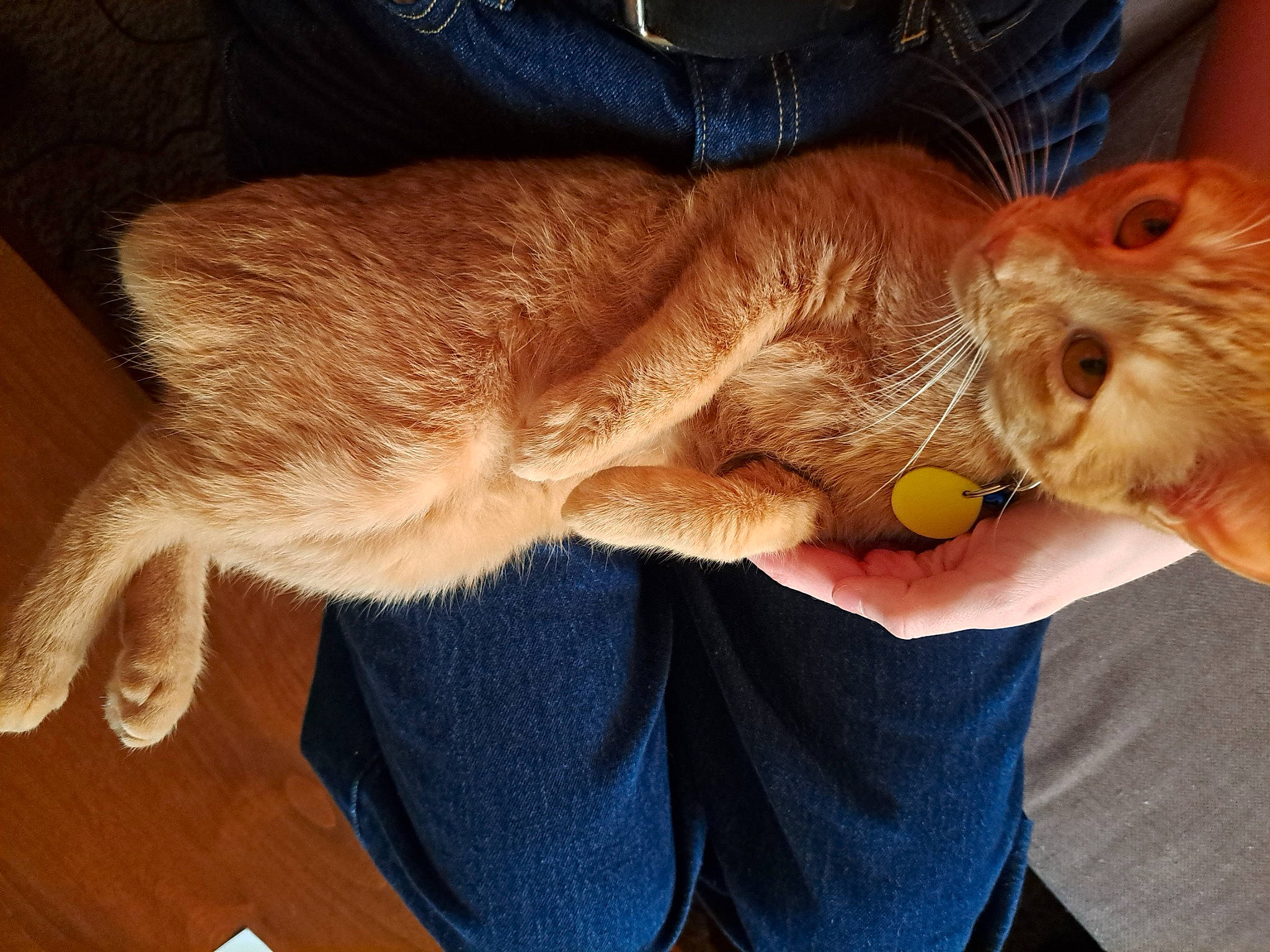 Bagelmegan joined the competition — help win amazing prizes! carnivore, cat, comfort, companion_dog, dog_breed, domestic_short_haired_cat, ear, fawn, felidae, foot, fur, gesture, human_leg, lap, paw, small_to_medium_sized_cats, snout, tail, whiskers, wood