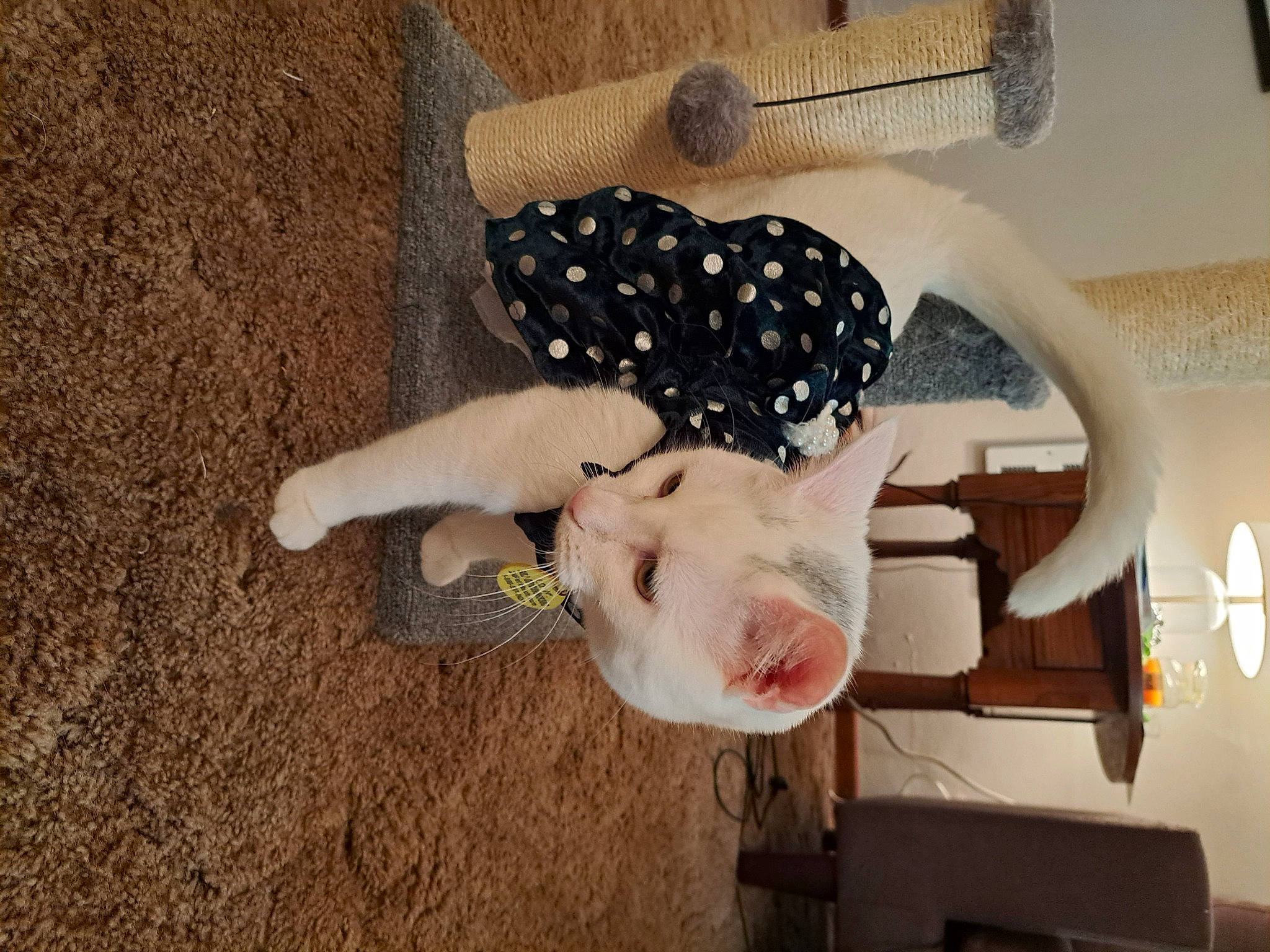 Russia is registered to the contest to win money with this photo: art, canidae, carnivore, comfort, companion_dog, dog_breed, dog_supply, fashion_accessory, fawn, felidae, fur, mammal, pattern, pet_supply, sporting_group, stuffed_toy, tail, toy, wood, working_animal