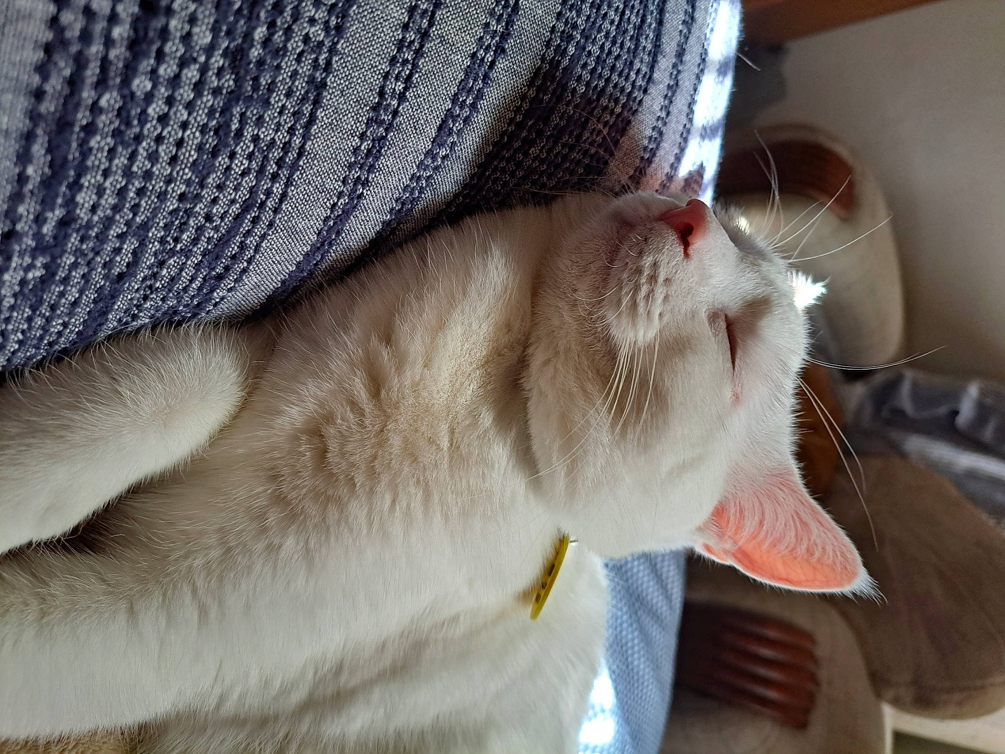 Russia joined the competition — help win amazing prizes! carnivore, cat, cat_supply, claw, comfort, domestic_short_haired_cat, fawn, felidae, fur, human_leg, linens, nail, nap, paw, pet_supply, sleep, small_to_medium_sized_cats, tail, whiskers