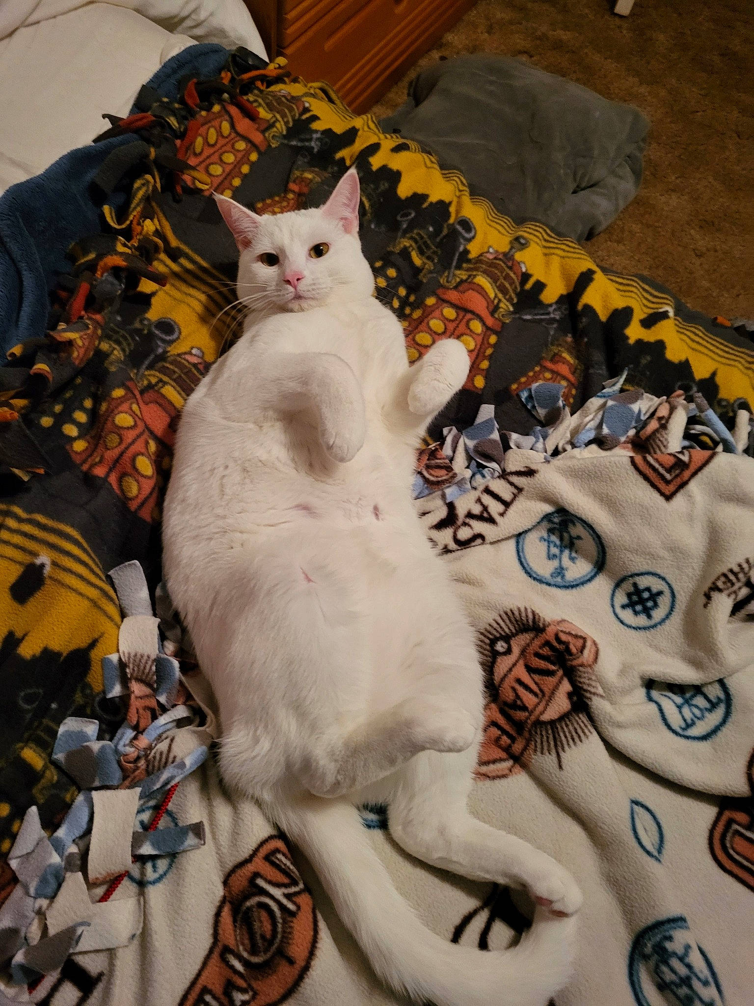 Russia joined the competition — help win amazing prizes! art, carnivore, cat, domestic_short_haired_cat, event, fawn, felidae, fur, linens, pattern, small_to_medium_sized_cats, tail, visual_arts, whiskers