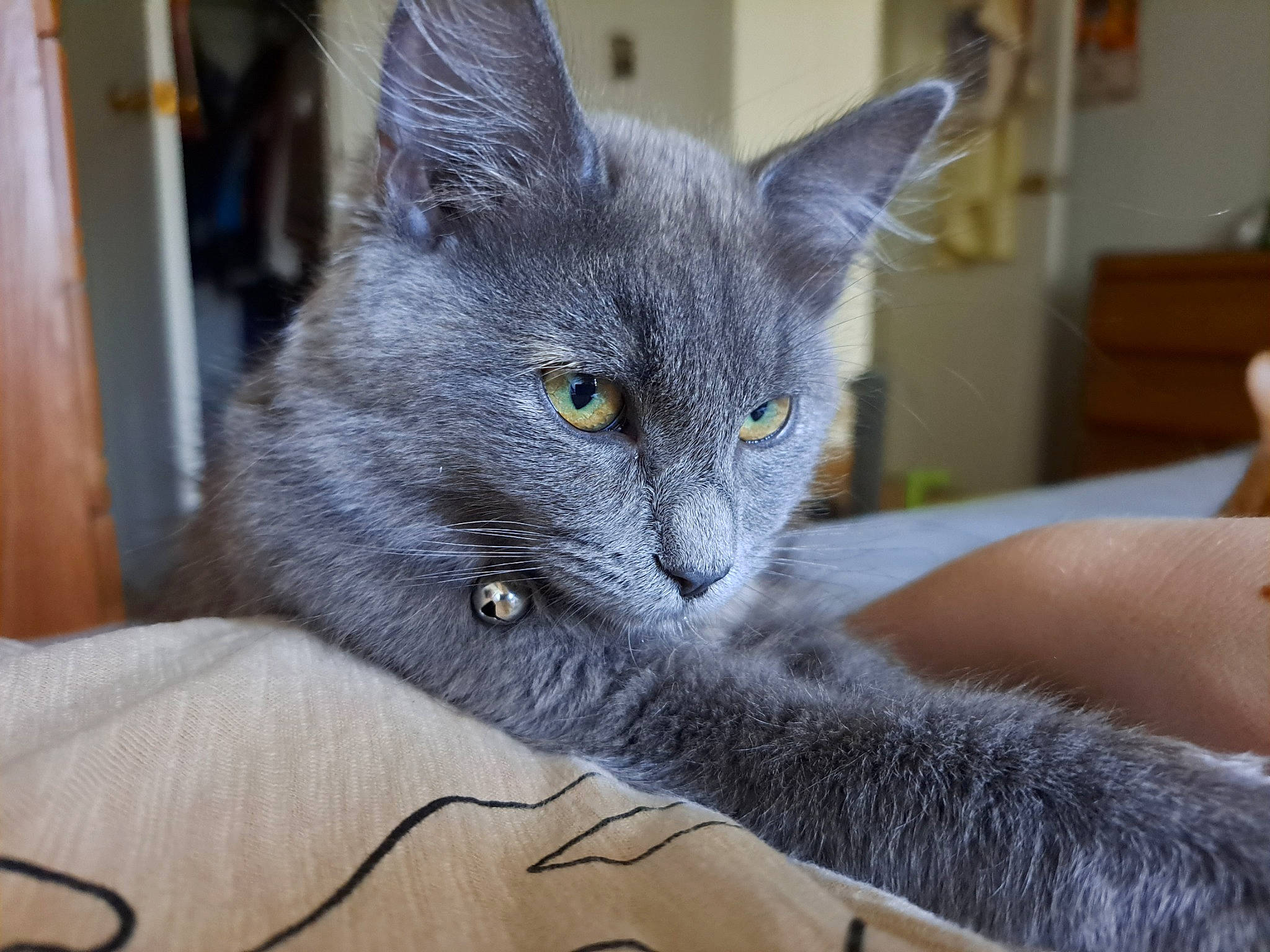 Sybill is registered to the contest to win money with this photo: carnivore, cat, comfort, domestic_short_haired_cat, ear, felidae, fur, grey, iris, russian_blue, small_to_medium_sized_cats, snout, whiskers
