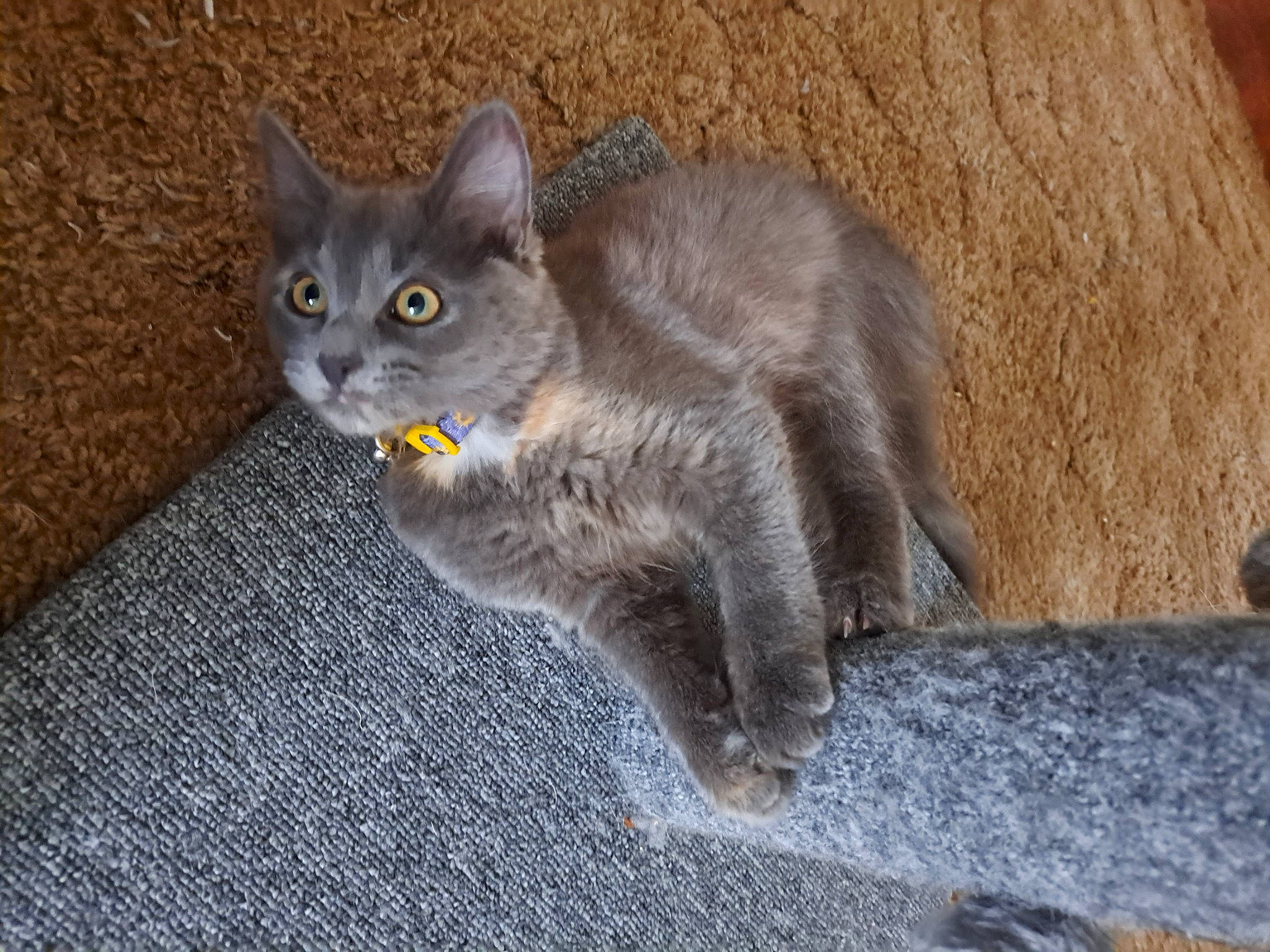 Sybill is registered to the contest to win money with this photo: carnivore, cat, domestic_short_haired_cat, felidae, fur, grey, russian_blue, small_to_medium_sized_cats, snout, tail, terrestrial_animal, whiskers