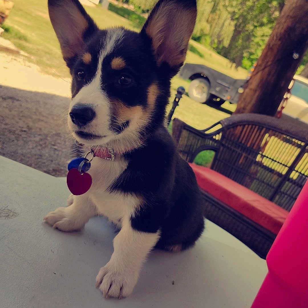 Harley joined the competition — help win amazing prizes! accessories, animal, architecture, building, canine, car, dog, grass, hound, husky, machine, outdoors, pet, plant, puppy, shelter, transportation, tree, vehicle, wheel