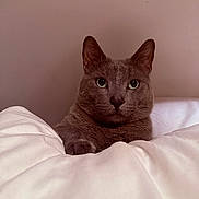 Izabela Cruz joined the competition — help win amazing prizes! cat, gray_cat, pet, animal, portrait, close_up, indoors, bedroom, bed, bedding, blanket, cozy, fluffy, sitting, staring, green_eyes, ears, whiskers, soft_lighting, home
