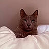 cat, gray_cat, pet, animal, portrait, close_up, indoors, bedroom, bed, bedding, blanket, cozy, fluffy, sitting, staring, green_eyes, ears, whiskers, soft_lighting, home