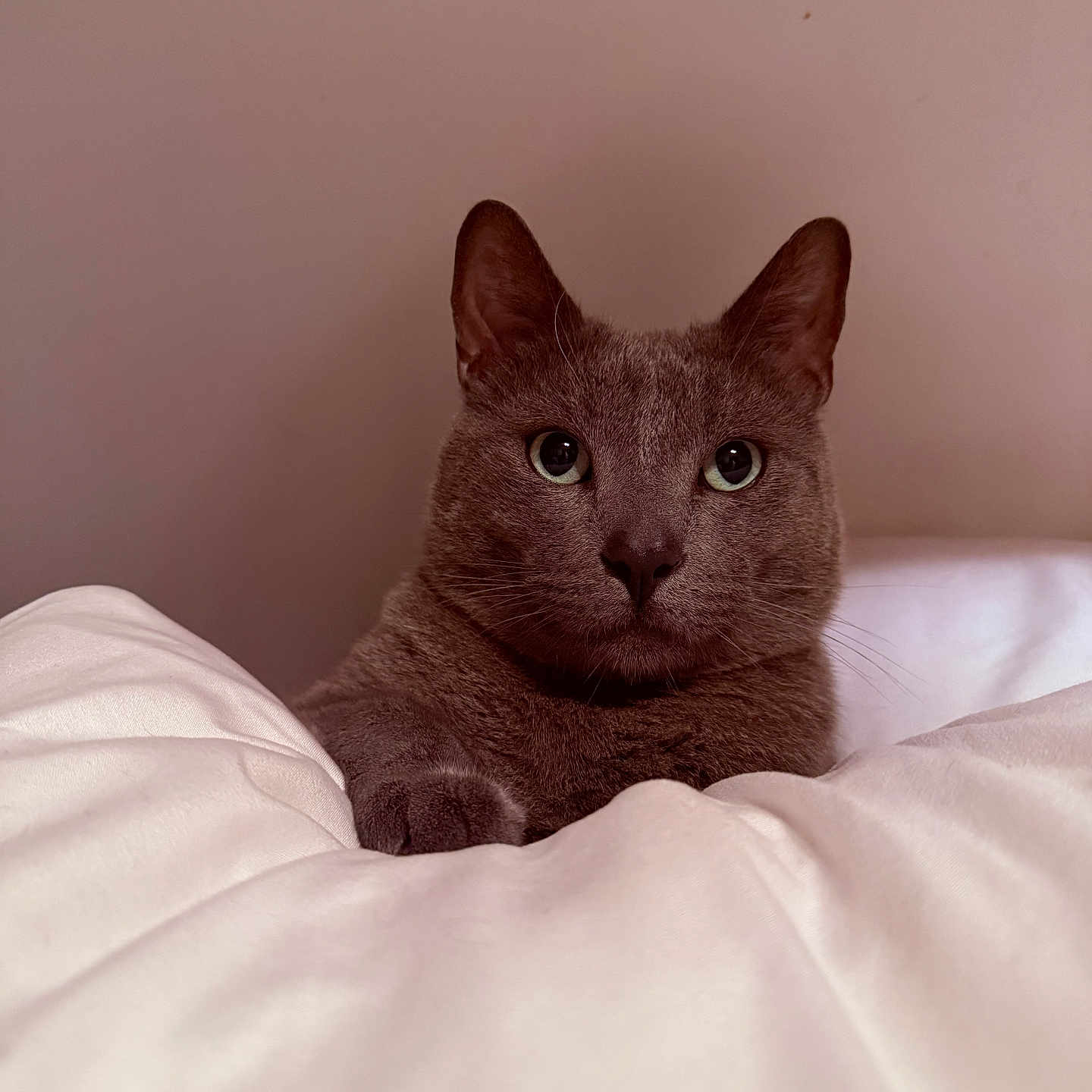 Izabela Cruz joined the competition — help win amazing prizes! cat, gray_cat, pet, animal, portrait, close_up, indoors, bedroom, bed, bedding, blanket, cozy, fluffy, sitting, staring, green_eyes, ears, whiskers, soft_lighting, home