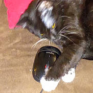 Atchoum a rejoint le concours — aidez-le/la à gagner de superbes lots ! cat, black_cat, white_paws, computer_mouse, playing, indoor, cushion, brown_surface, pet, animal, whiskers, claw, paw, cord, feline, cute, domestic, resting, curious, closeup