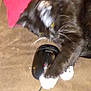 cat, black_cat, white_paws, computer_mouse, playing, indoor, cushion, brown_surface, pet, animal, whiskers, claw, paw, cord, feline, cute, domestic, resting, curious, closeup
