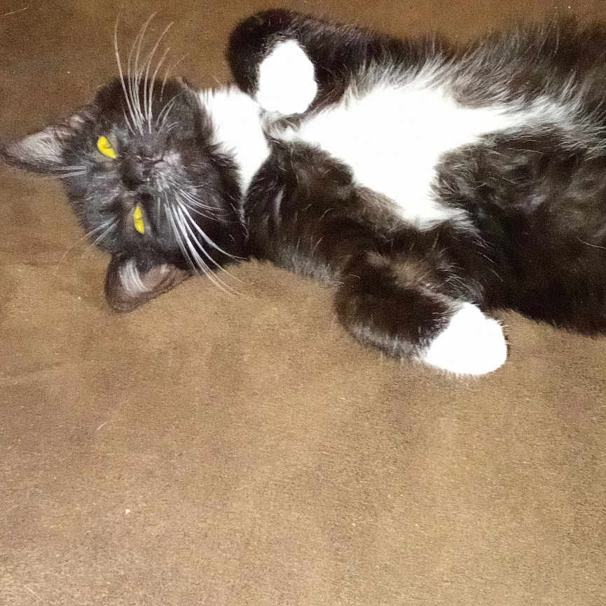 Atchoum participe au concours pour gagner de l'argent avec cette photo : animal, brown_couch, cat, couch, cozy, cute, domestic_animal, feline, fur, indoor, lying_down, mammal, pet, red_pillow, relaxed, resting, soft, tuxedo_cat, whiskers, yellow_eyes