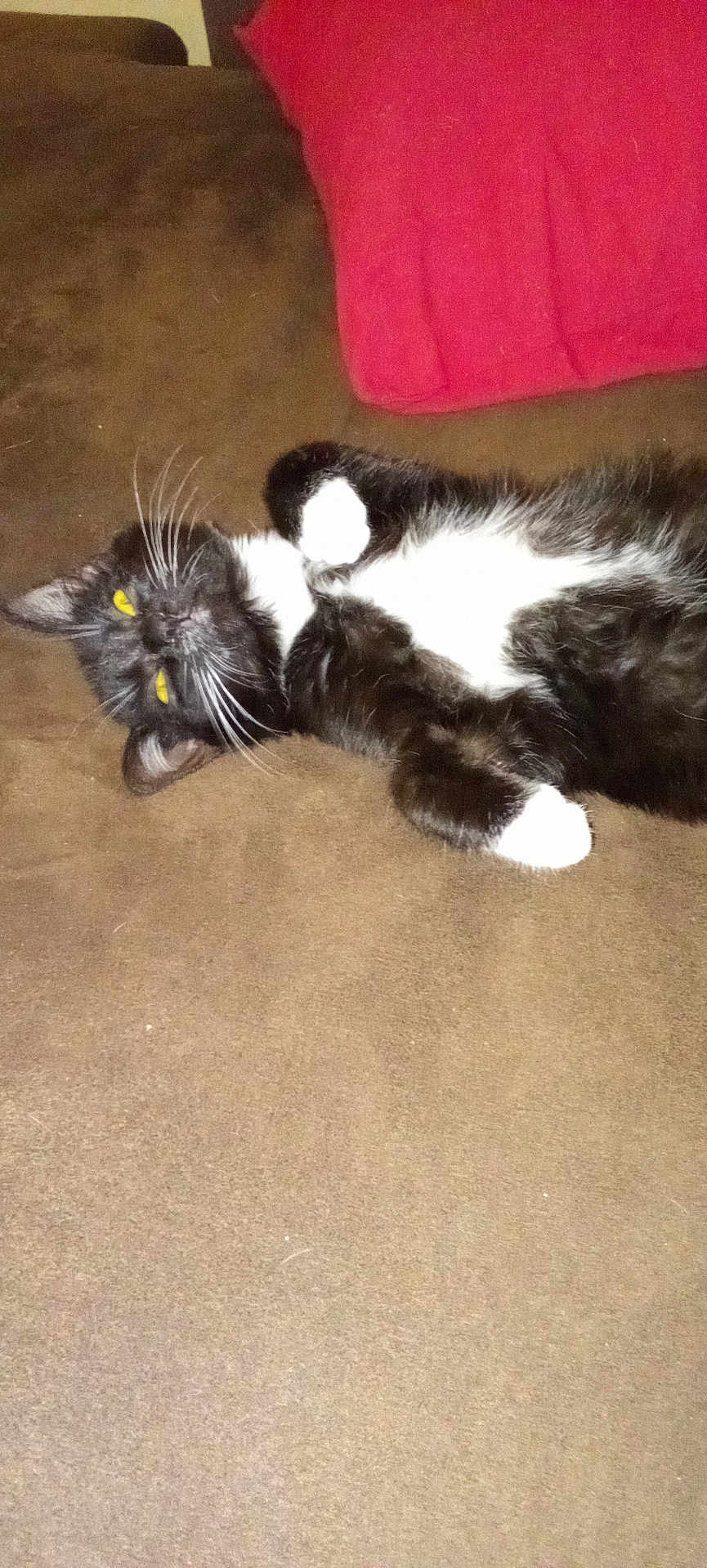 Atchoum participe au concours pour gagner de l'argent avec cette photo : cat, tuxedo_cat, lying_down, couch, brown_couch, red_pillow, indoor, pet, feline, whiskers, relaxed, fur, yellow_eyes, animal, domestic_animal, resting, cute, cozy, soft, mammal