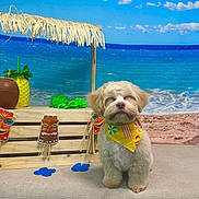 Milo joined the competition — help win amazing prizes! dog, puppy, bandana, beach, tiki, tropical, decorations, drink, props, wooden_crate, blue_sky, ocean, sand, cute, pet, studio, indoor, portrait, fluffy, small_dog