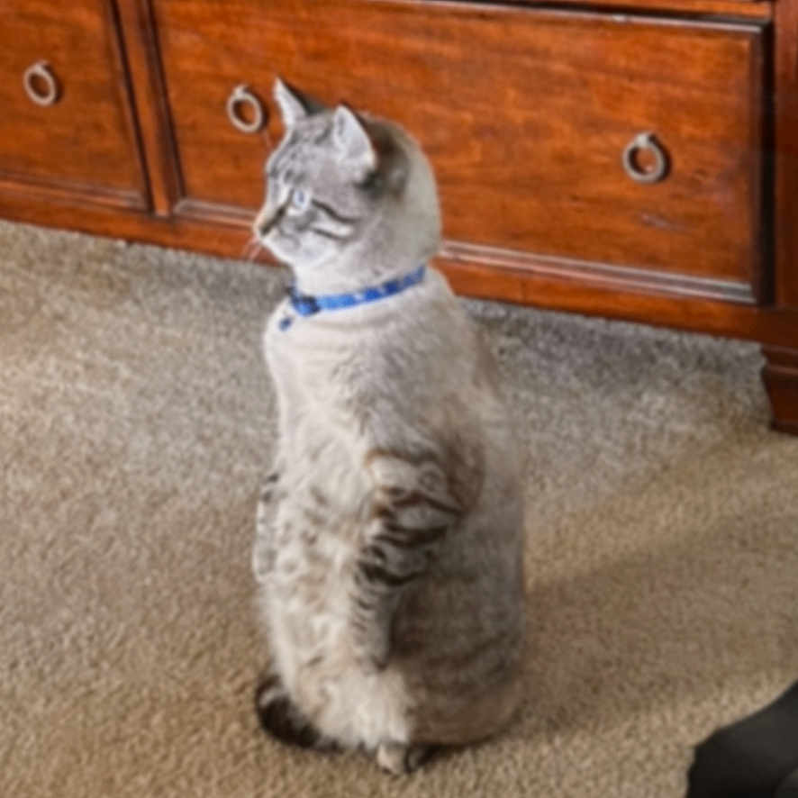 Mitchie