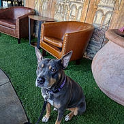 Hera Goddess is registered to the contest to win money with this photo: animal, architecture, armchair, building, canine, chair, couch, desk, dog, furniture, grass, indoors, interiordesign, livingroom, pet, room, table, transportation, truck, vehicle