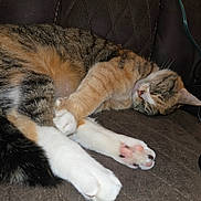 Misa is registered to the contest to win money with this photo: animal, calm, cat, closeup, couch, cozy, cute, domestic_cat, feline, fur, indoor, leather, paw, pet, pink_paw_pads, relaxing, resting, sleeping, tabby, whiskers