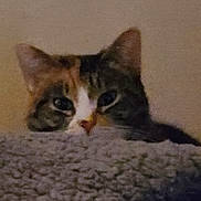 Misa is registered to the contest to win money with this photo: cat, animal, pet, feline, cozy, blanket, fur, ears, face, eyes, indoor, resting, cute, sleepy, soft, warm, texture, closeup, quiet, home