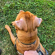 Morty is registered to the contest to win money with this photo: dog, brown_dog, harness, grass, outdoor, pet, canine, fur, ear, collar, hand, person, resting, camouflage, nature, animal, paw, summer, friendship, leisure