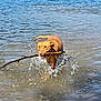 Morty joined the competition — help win amazing prizes! dog, water, lake, stick, splash, animal, pet, brown_dog, outdoor, playful, canine, sunlight, nature, happy, running, wet, summer, fun, daytime, shore