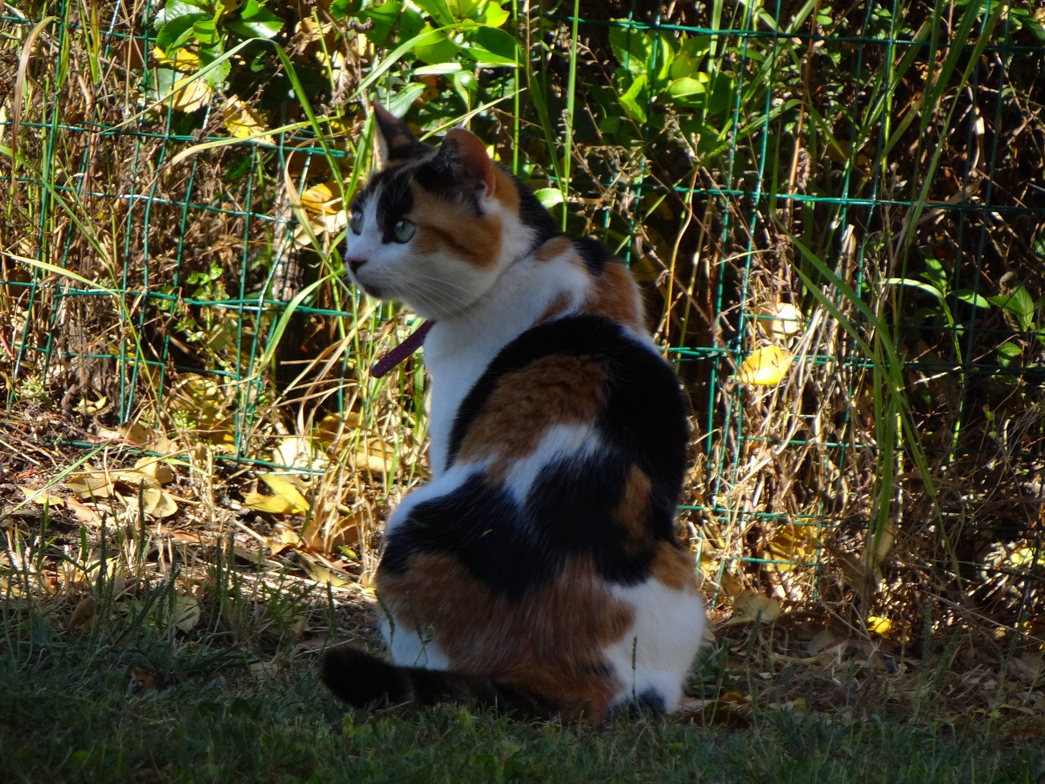 Kayla a rejoint le concours — aidez-le/la à gagner de superbes lots ! carnivore, cat, companion_dog, dog_breed, domestic_short_haired_cat, felidae, fur, grass, groundcover, landscape, natural_landscape, plant, small_to_medium_sized_cats, snout, soil, tail, terrestrial_animal, twig, whiskers, wood