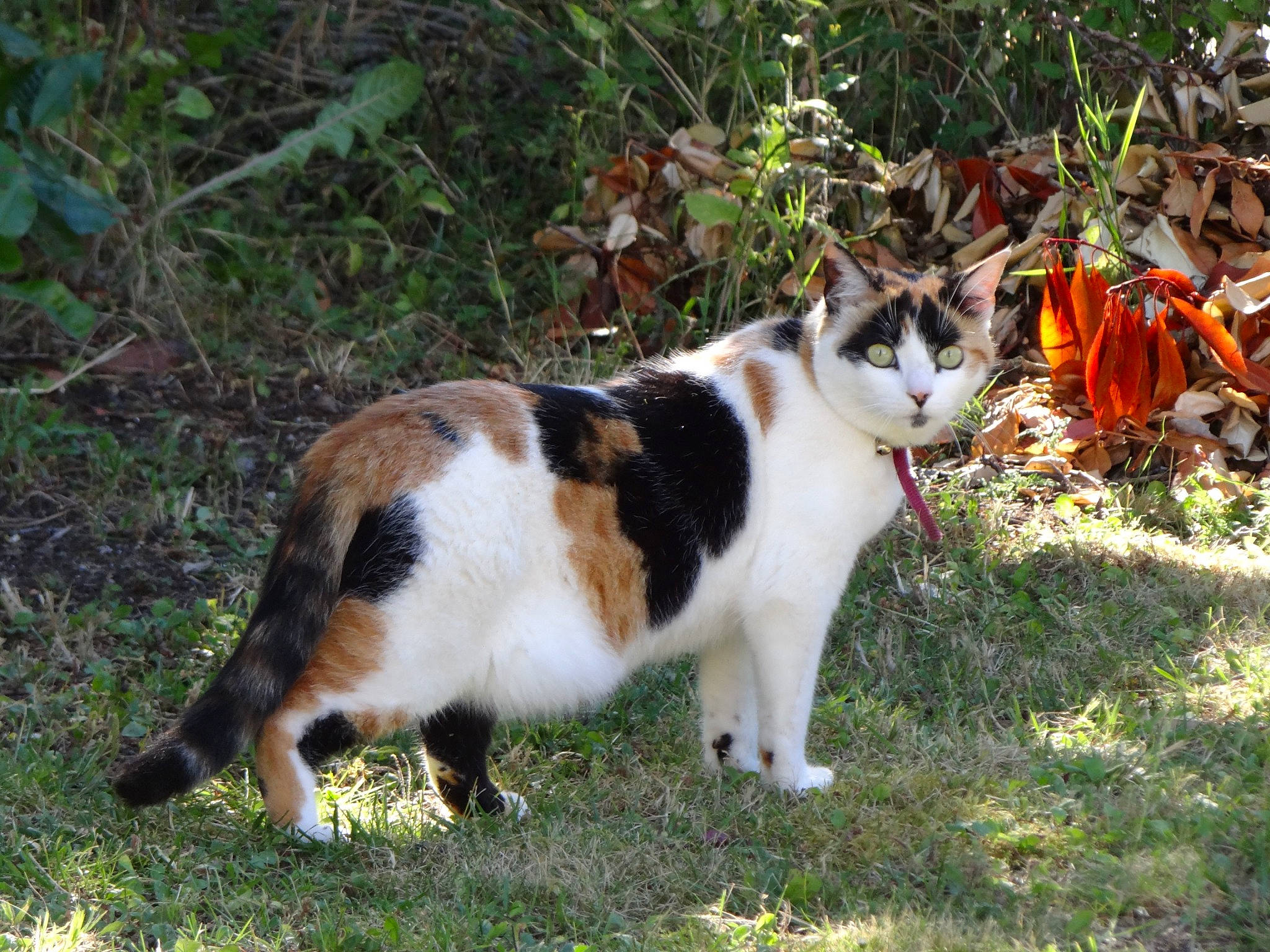 Kayla a rejoint le concours — aidez-le/la à gagner de superbes lots ! carnivore, cat, collar, domestic_short_haired_cat, fawn, felidae, fur, grass, groundcover, plant, small_to_medium_sized_cats, snout, tail, terrestrial_animal, whiskers, wildlife