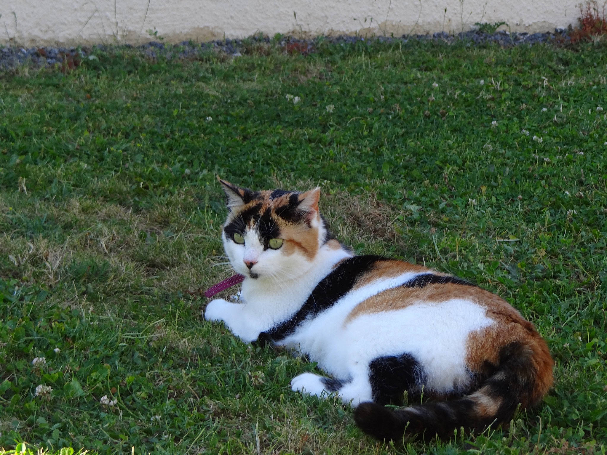 Kayla participe au concours pour gagner de l'argent avec cette photo : art, carnivore, cat, domestic_short_haired_cat, fawn, felidae, fur, grass, grass_family, grassland, groundcover, lawn, plant, sitting, small_to_medium_sized_cats, tail, terrestrial_animal, whiskers, wildlife