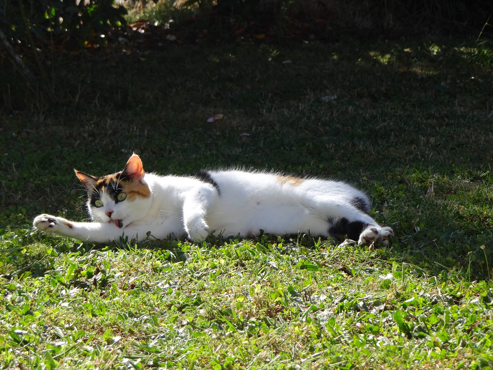 Kayla a rejoint le concours — aidez-le/la à gagner de superbes lots ! carnivore, cat, companion_dog, dog_breed, felidae, fur, grass, groundcover, natural_landscape, plant, small_to_medium_sized_cats, tail, terrestrial_animal, whiskers