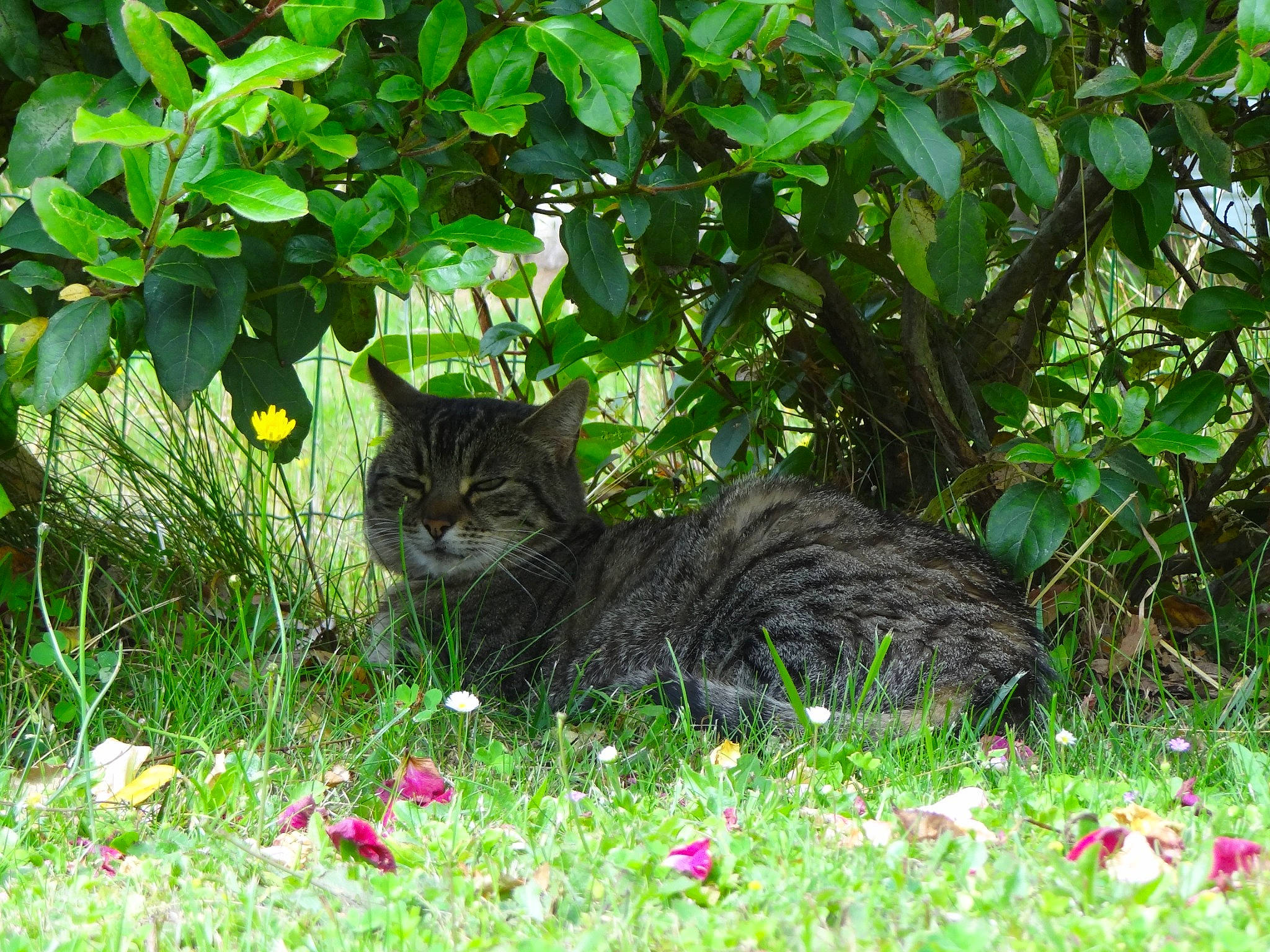 Libba participe au concours pour gagner de l'argent avec cette photo : botany, carnivore, cat, domestic_short_haired_cat, felidae, flower, fur, garden, grass, groundcover, herb, leaf, plant, shrub, small_to_medium_sized_cats, tail, terrestrial_animal, vegetation, whiskers, wildlife