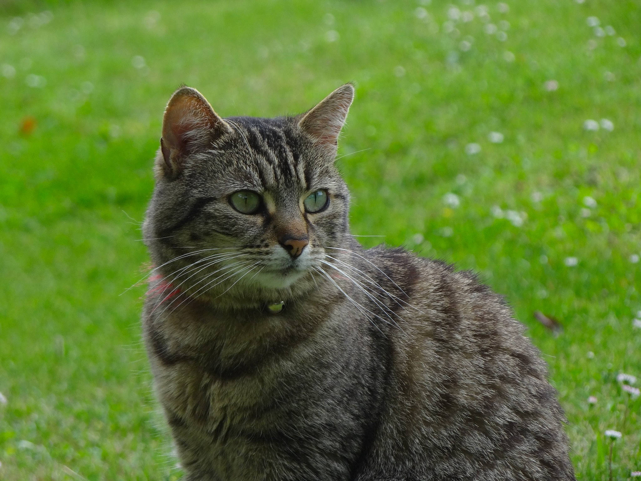 Libba a rejoint le concours — aidez-le/la à gagner de superbes lots ! carnivore, cat, domestic_short_haired_cat, felidae, fur, grass, grassland, groundcover, lynx, pasture, plant, small_to_medium_sized_cats, snout, tail, terrestrial_animal, tree, whiskers, wildlife