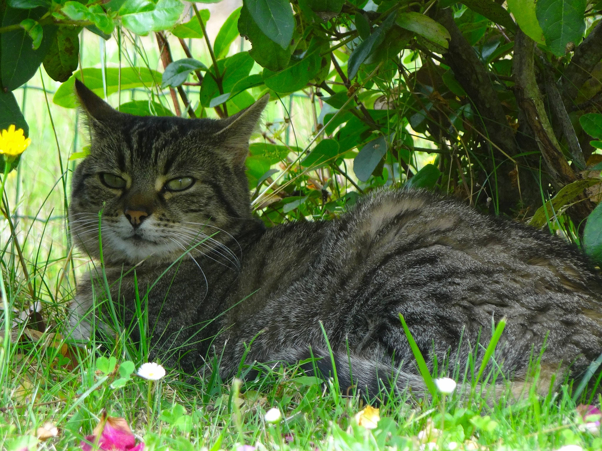 Libba a rejoint le concours — aidez-le/la à gagner de superbes lots ! carnivore, cat, domestic_short_haired_cat, felidae, flower, fur, grass, groundcover, herb, jungle, plant, shrub, small_to_medium_sized_cats, snout, tail, terrestrial_animal, tree, vegetation, whiskers, wildlife