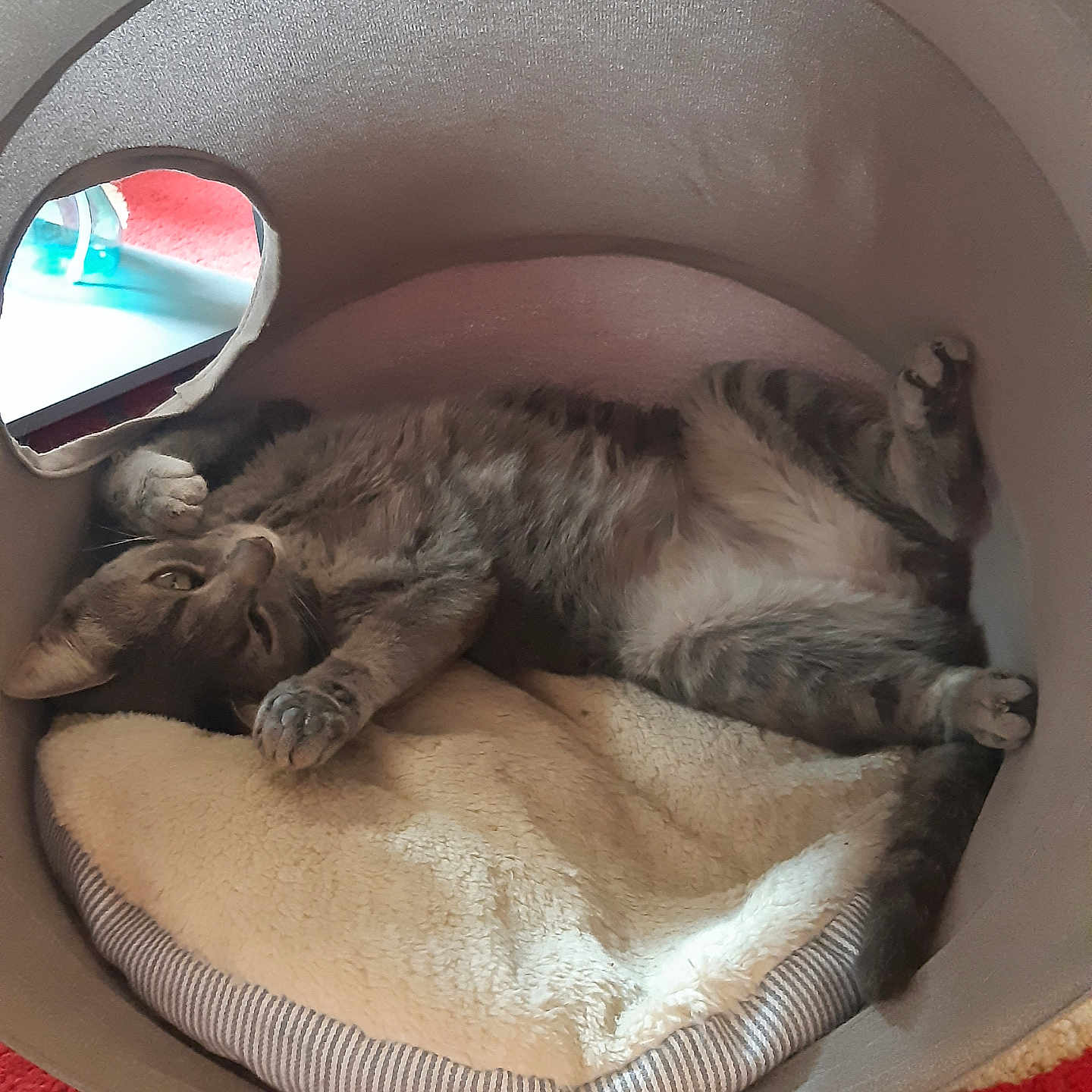 Deva a rejoint le concours — aidez-le/la à gagner de superbes lots ! animal, bed, carpet, cat, cozy, cute, feline, fluffy_cushion, home, indoor, lying_down, paw, pet, red_carpet, relaxed, resting, soft_bed, striped_fur, tabby_cat, tail