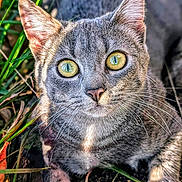 Deva a rejoint le concours — aidez-le/la à gagner de superbes lots ! animal, cat, close_up, curious, daylight, eyes, fur, grass, gray_tabby, ground, mammal, nature, outdoor, pet, portrait, relaxing, sunlight, whiskers, wildlife, yellow_eyes