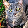 animal, cat, close_up, curious, daylight, eyes, fur, grass, gray_tabby, ground, mammal, nature, outdoor, pet, portrait, relaxing, sunlight, whiskers, wildlife, yellow_eyes