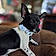 Ozzy Pawsborne