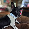 black_and_white, blurry_background, bow_tie, close_up, collar, couch, dog, ears, eyes, fur, indoors, lying_down, muzzle, paws, pet, portrait, puppy, sitting, tag, well_groomed