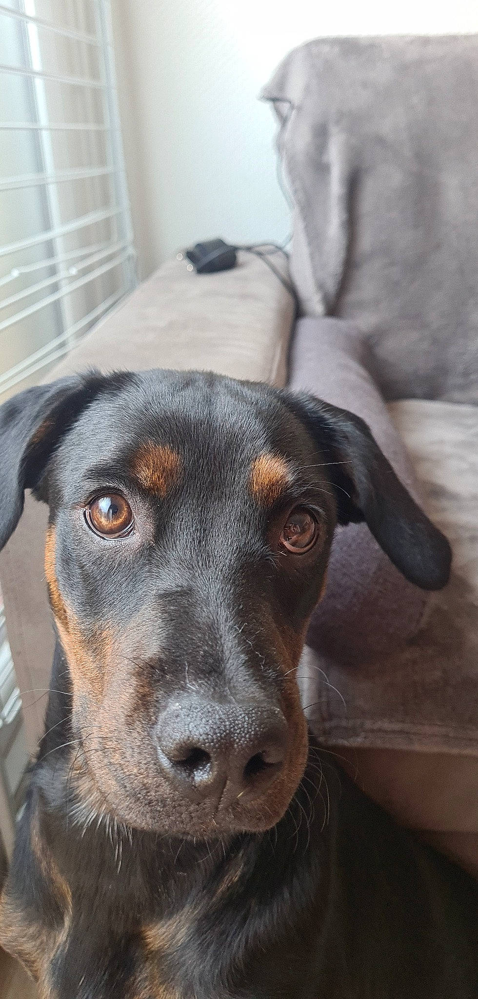 Pita a rejoint le concours — aidez-le/la à gagner de superbes lots ! borador, canidae, carnivore, companion_dog, dog, dog_breed, ear, fawn, fur, guard_dog, labrador_retriever, montenegrin_mountain_hound, pet_supply, scent_hound, snout, sporting_group, whiskers, window_blind, working_animal, working_dog