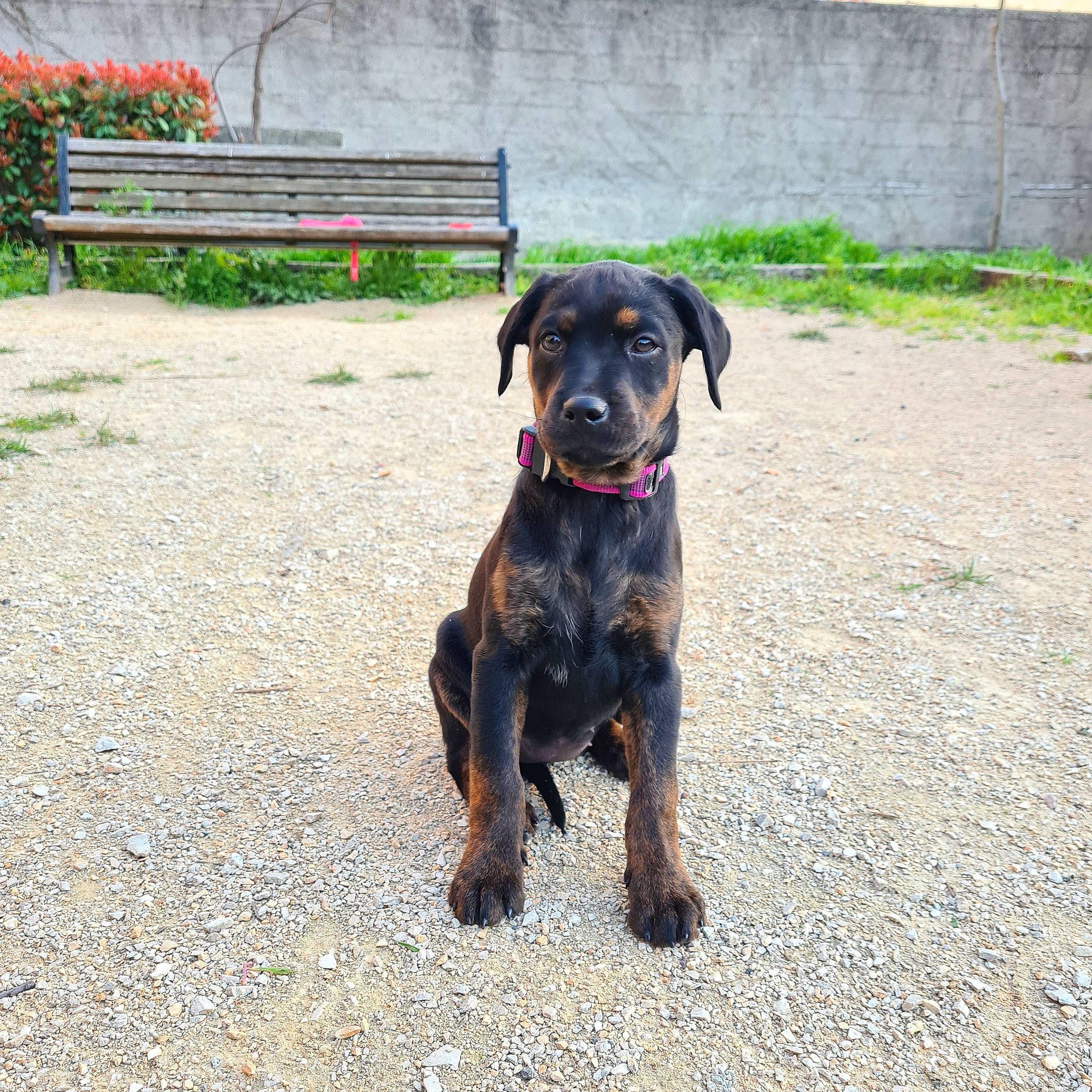 Pita a rejoint le concours — aidez-le/la à gagner de superbes lots ! bench, borador, carnivore, collar, companion_dog, dog, dog_breed, dog_collar, fawn, grass, guard_dog, hound, outdoor_bench, outdoor_furniture, plant, street_dog, tail, terrestrial_animal, working_animal, working_dog