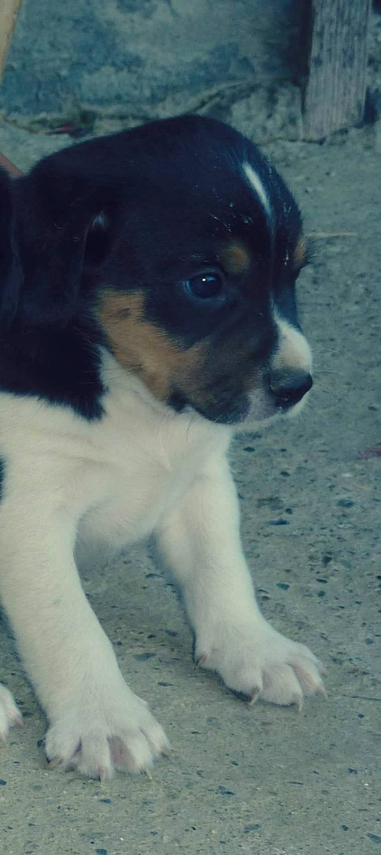 Junior a rejoint le concours — aidez-le/la à gagner de superbes lots ! brazilian_terrier, canidae, carnivore, chilean_fox_terrier, companion_dog, dog, dog_breed, fox_terrier, mammal, puppy, rare_breed_dog, ratonero_bodeguero_andaluz, smooth_fox_terrier, sporting_group, street_dog, vertebrate