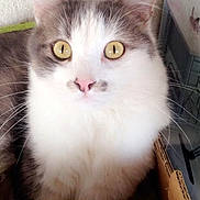 Mitou a rejoint le concours — aidez-le/la à gagner de superbes lots ! aegean_cat, american_wirehair, asian, asian_semi_longhair, british_semi_longhair, carnivore, cat, cymric, domestic_long_haired_cat, domestic_short_haired_cat, european_shorthair, eye, felidae, kitten, mammal, norwegian_forest_cat, siberian, small_to_medium_sized_cats, vertebrate, whiskers