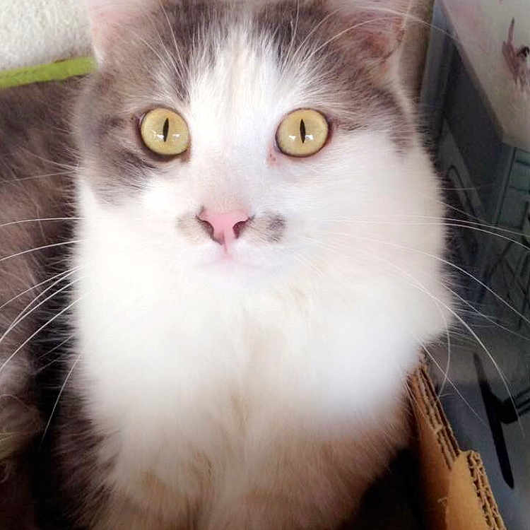 Mitou