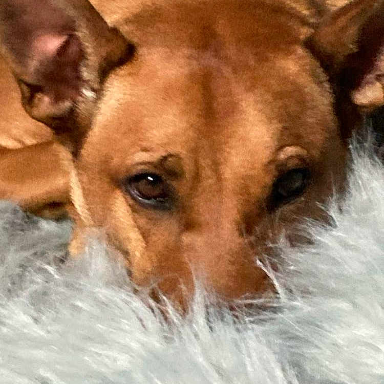 Lucky a rejoint le concours — aidez-le/la à gagner de superbes lots ! animal, ball, bulldog, canine, chihuahua, clothing, dog, face, germanshepherd, head, hound, husky, person, pet, puppy, snout, sport, tennis, tennisball, whitedog