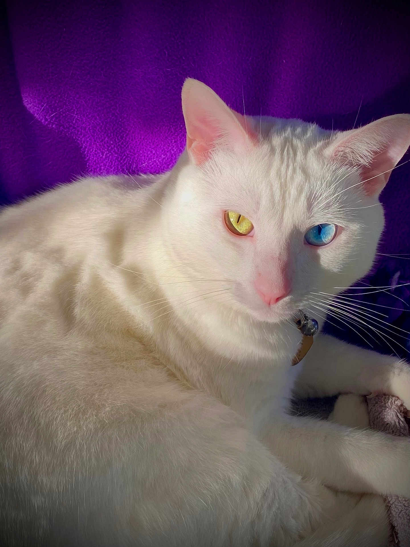 Tero is registered to the contest to win money with this photo: animal, bell, blue_eye, cat, close_up, collar, feline, heterochromia, indoor, paws, pet, portrait, purple_background, purple_blanket, relaxed, sunlight, whiskers, white_cat, white_fur, yellow_eye